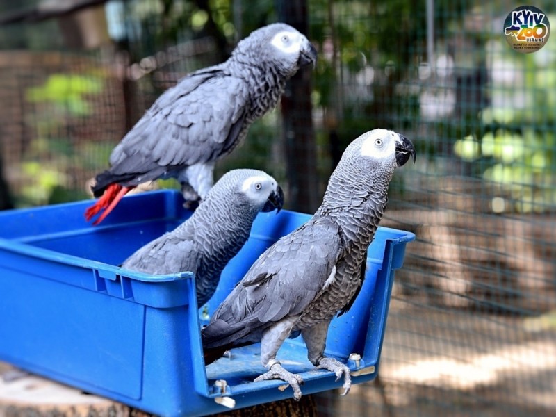 У Київському зоопарку облаштували новий авіарій для родини врятованих папуг Жако