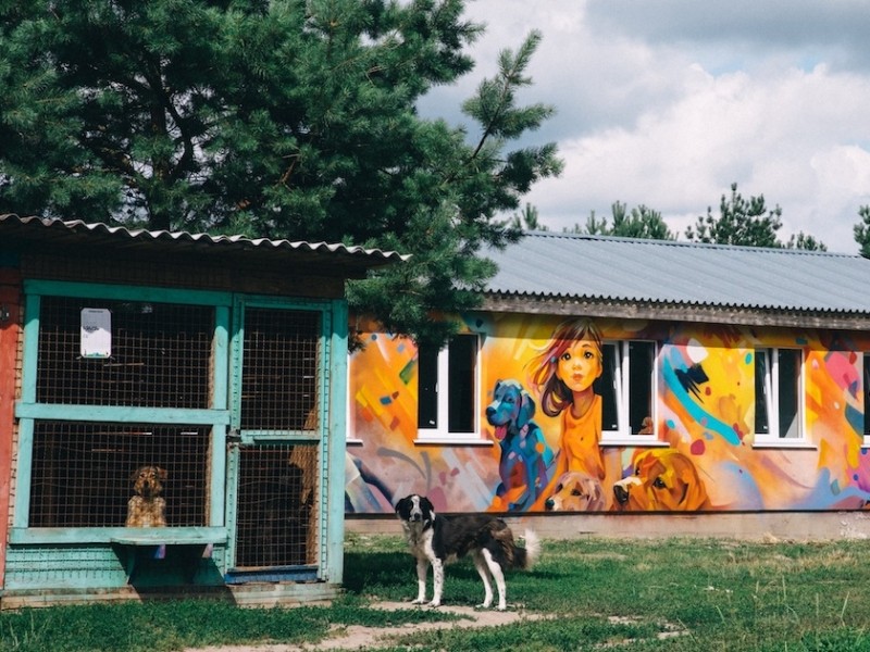 На Київщині відбудували зруйноване російськими обстрілами стаціонарне приміщення притулку для тварин та побудували ветеринарний комплекс