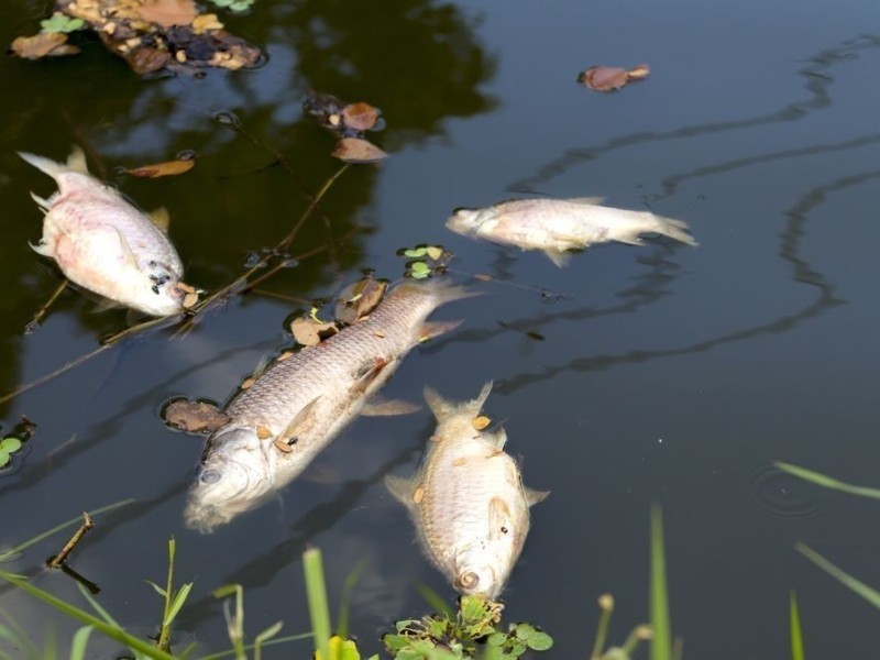 Екологічне лихо: на Київському водосховищі – замор риби