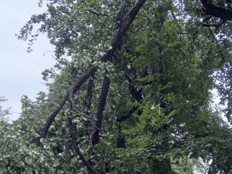 На Оболоні гілки дерева впали на лінії електропередачі (фото)