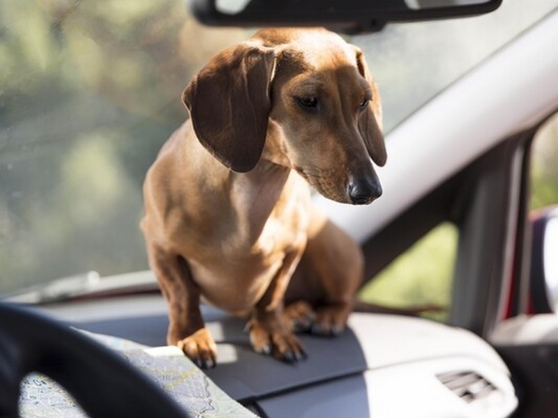 Загроза життю: не залишайте тварин в авто під час спеки