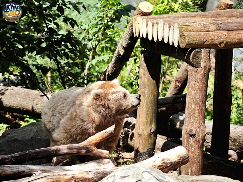 У столичному зоопарку оновили літній вольєр для ведмедя Боба та ведмедиці Чудо