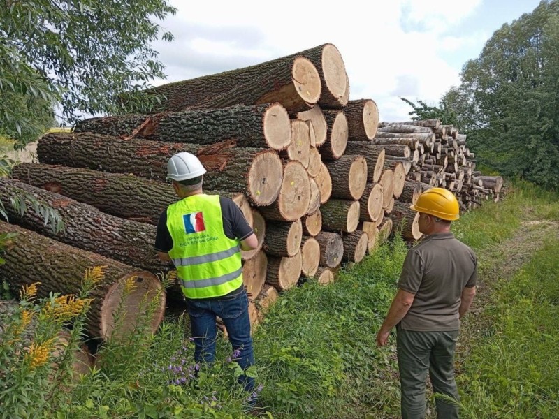 Агенти УЕБ здійснили контроль відвантаження необробленої деревини на Київщині