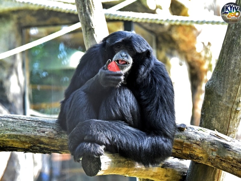 Зоопарк запрошує у вихідні на кавунові сніданки до тварин