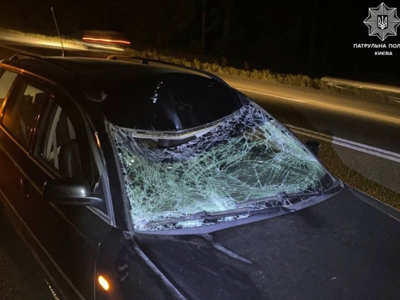 Кошмарний сон водіїв: у Святошинському районі лось зіткнувся з автівкою