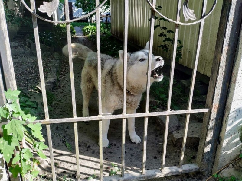 Дачниця з Русанівських садів на півтора роки залишила пса у клітці в дворі та виїхала закордон – собаку треба врятувати