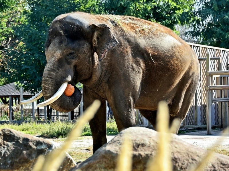 Показові годування в КиївЗоо: сьогодні бегемот Лілі та слон Хорас відкриють гарбузові вікенди