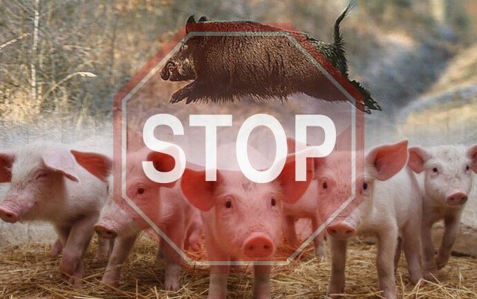 У Голосіївському районі зафіксовано спалах африканської чумки свиней: встановлено карантин