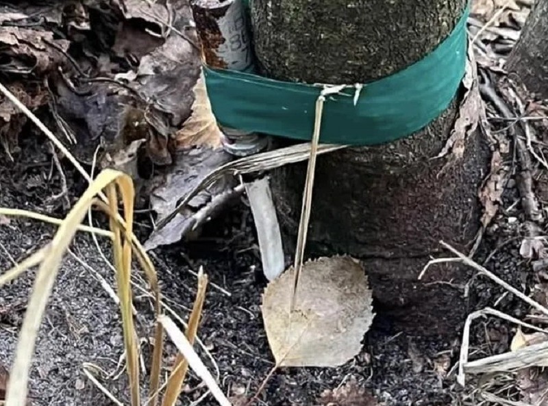 На Київщині чоловік у лісі шукав гриби, а знайшов розтяжку