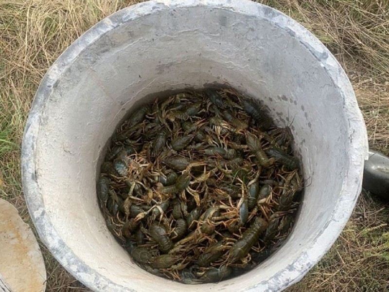 На Київщині браконьєр руками наловив раків більш ніж на півмільйона гривень