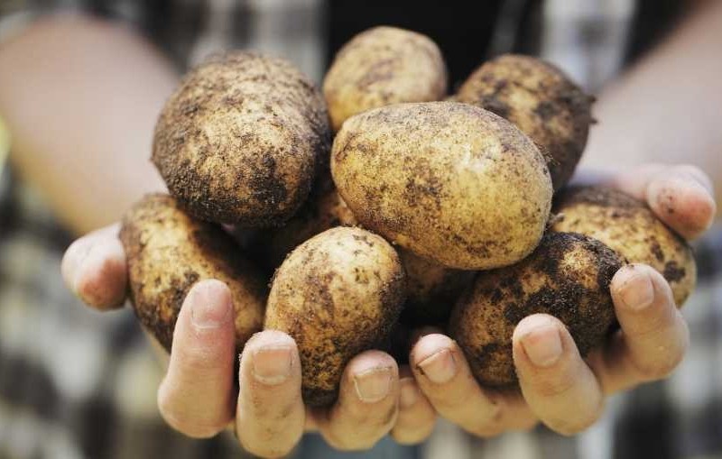 У 2023 році в Україні буде надлишок урожаю картоплі: якою буде ціна на один з улюбленіших овочів киян