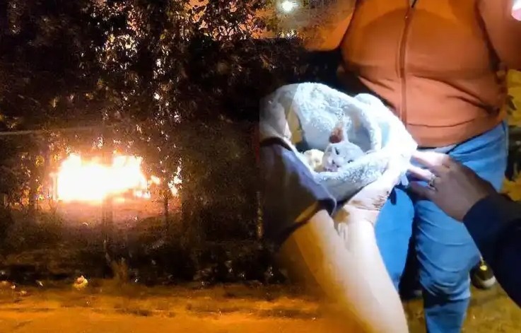 Десятки котів загинули у Києві в пожежі у “Котохаті”: місцеві пишуть про підрив притулку