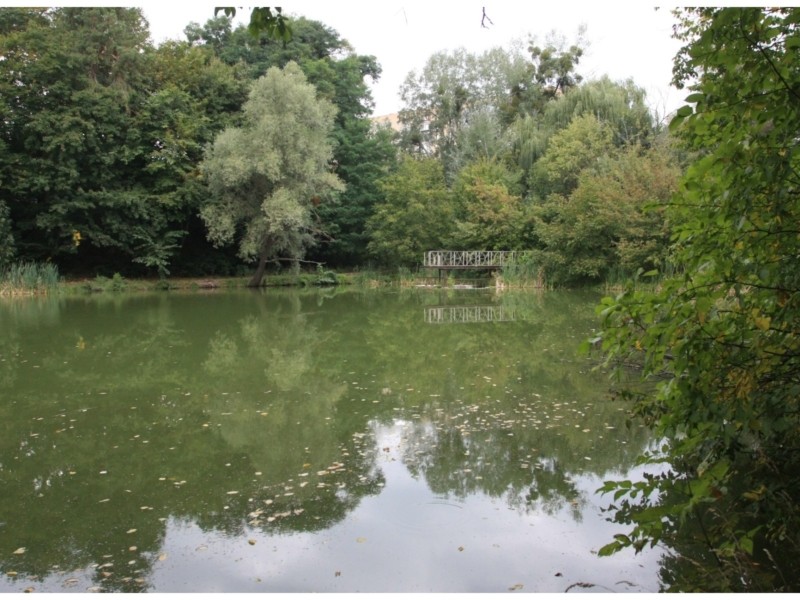 Осінь в Голосіївському парку: проведено моніторинг Китаївського водотоку, вода «цвіте»