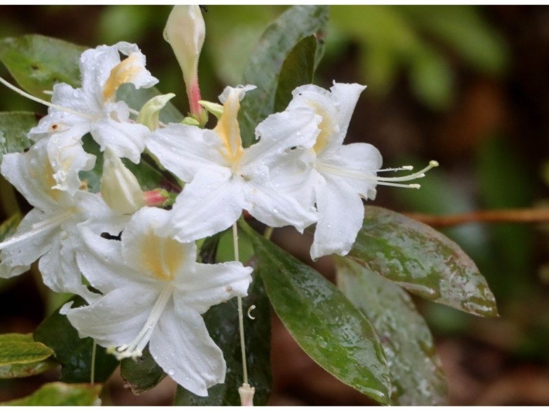 У Ботсаду Фоміна  досі цвітуть рододендрони: секрет цвітіння