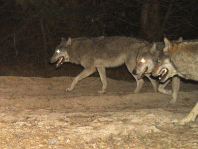 У Чорнобильській зоні фотокамера зафіксувала зграю вовків