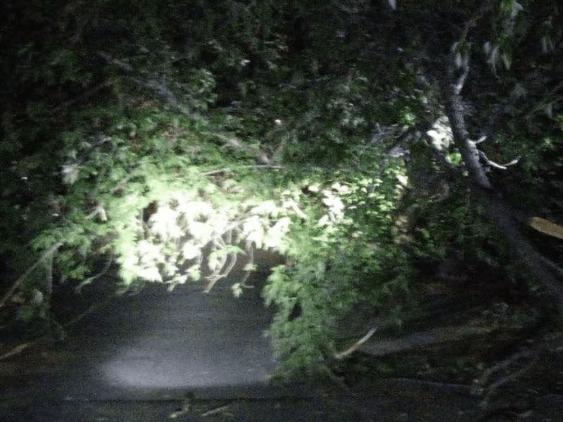 У Дніпровському районі дерево впало на лінії електромережі (фото)