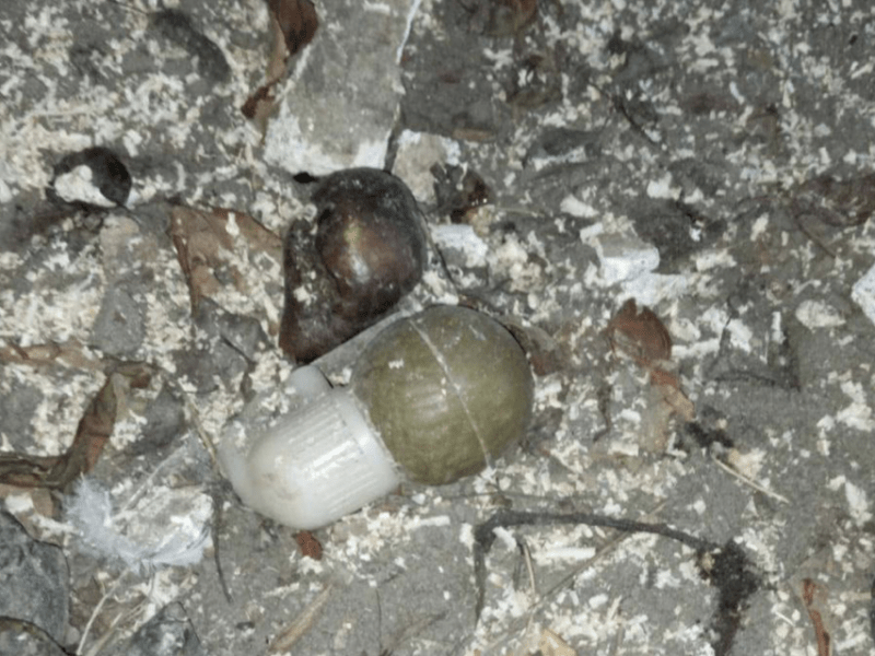 У селі на Київщині жінка знайшла у курнику гранату