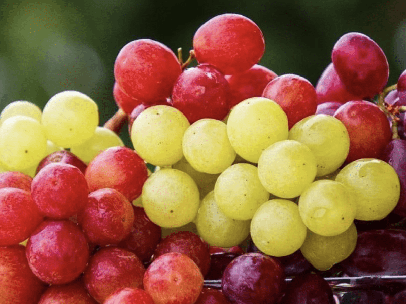 Киян запрошують зробити вино зі столичних виноградників: як долучитися