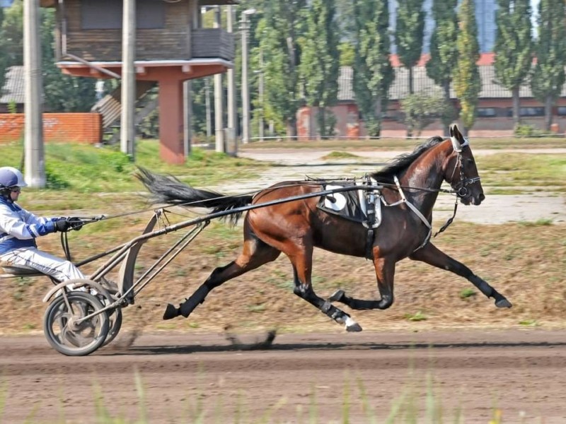 Перегони коней рисистих порід у Києві беруть свій початок з 1867 року та тривають дотепер