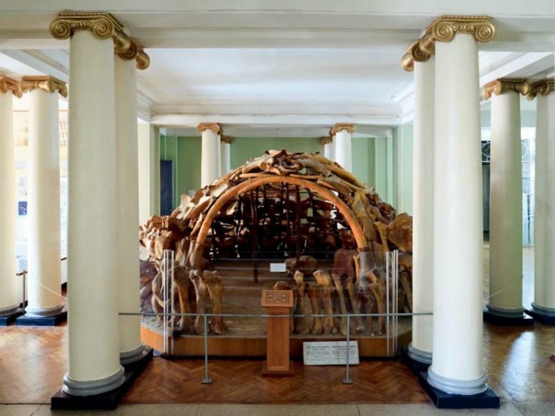 Інтерактивні програми та екскурсії: Природничий музей кличе на цікавий уїкенд