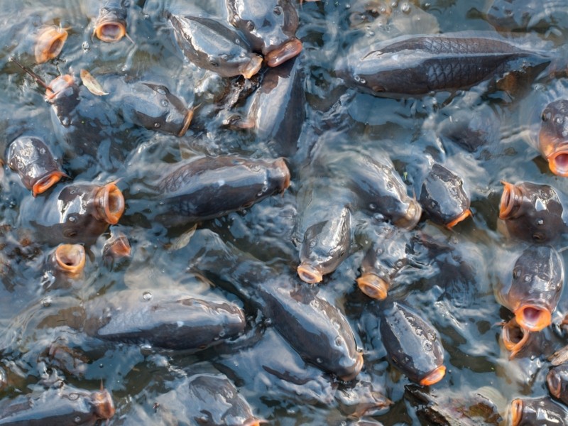 На Київщині почала діяти заборона на вилов риби у зимувальних ямах
