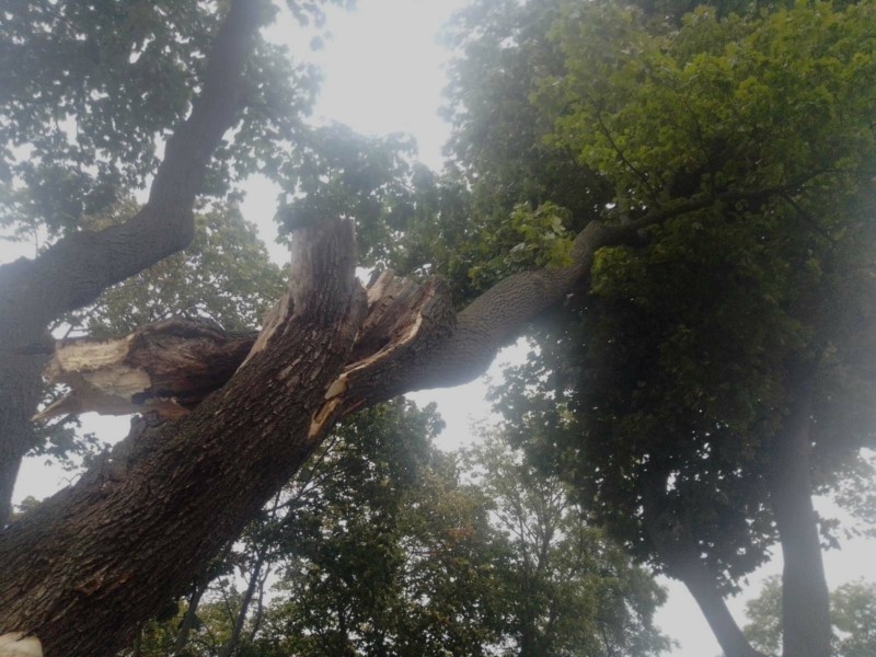Гілки і стовбури ламались як сірники: скільки дерев пошкодив вітер у Києві за вихідні