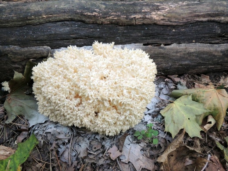 У Святошинському районі Києва виявили рідкісний червонокнижний гриб