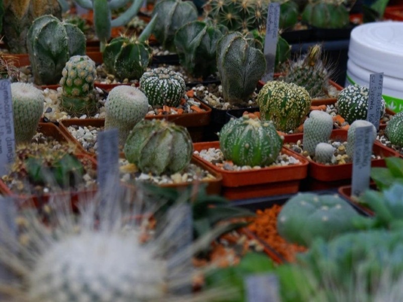 У столичному Будинку природи показують колекцію кактусів та сукулентів
