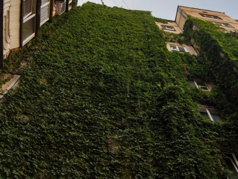 Живі стіни від фундаменту до даху: як в’юнкий виноград обвив багатоповерхівку на проспекті Бажана