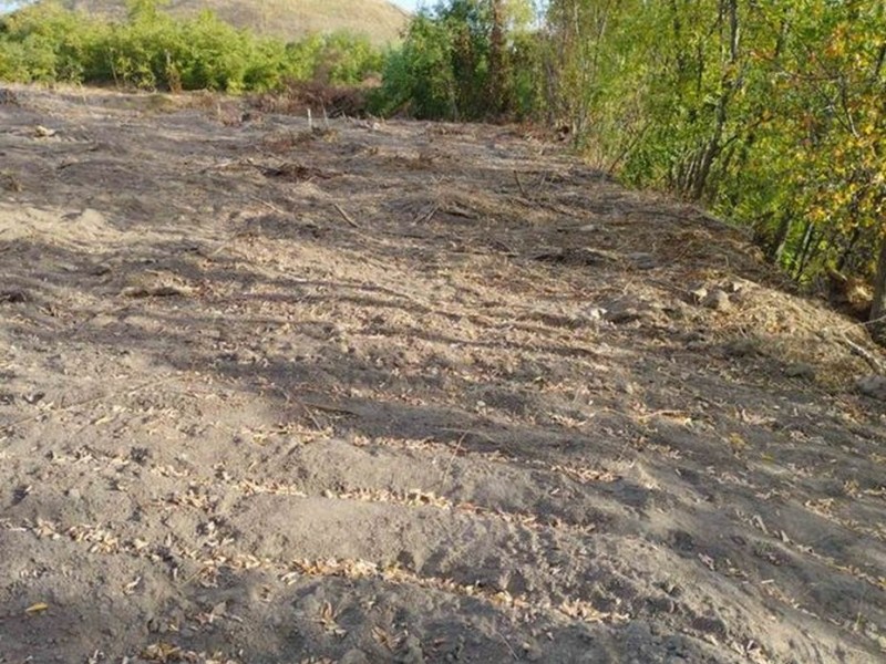 Екологи виявили незаконну рубку дерев у Козинському лісництві під Київом