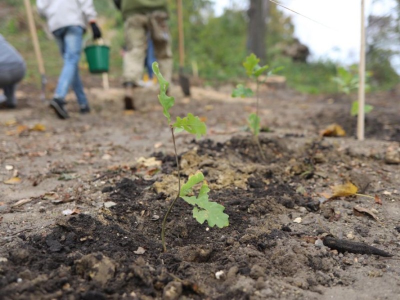 “Зелених легенів” побільшало: вчителі та екоактивісти висадили 50 дерев у передмісті