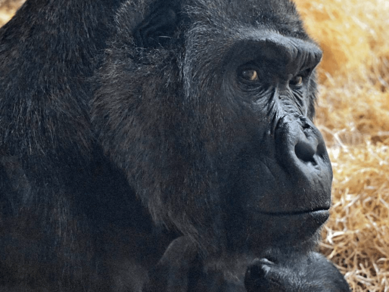 Гарбузові вікенди в КиївЗоо: киян запрошують на показові годування горили Тоні (фото, відео)