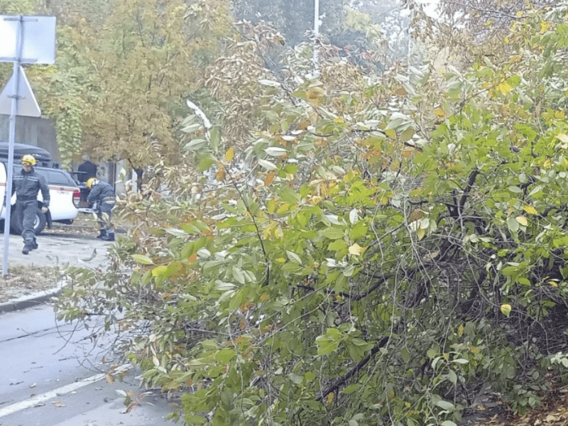 Повалене дерево заблокувало рух транспорту у Голосіївському районі міста (фото)