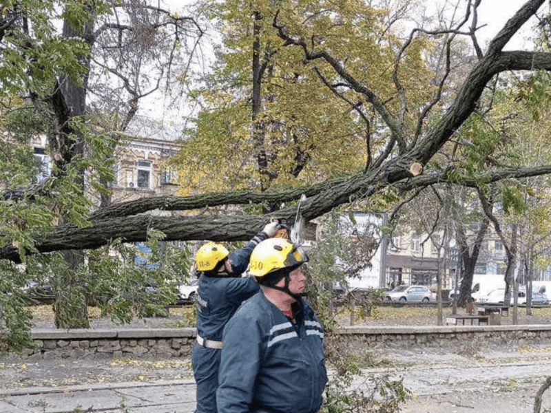 Безпрецедентна ситуація: стало відомо, скільки дерев повалив вітер у Києві під час негоди