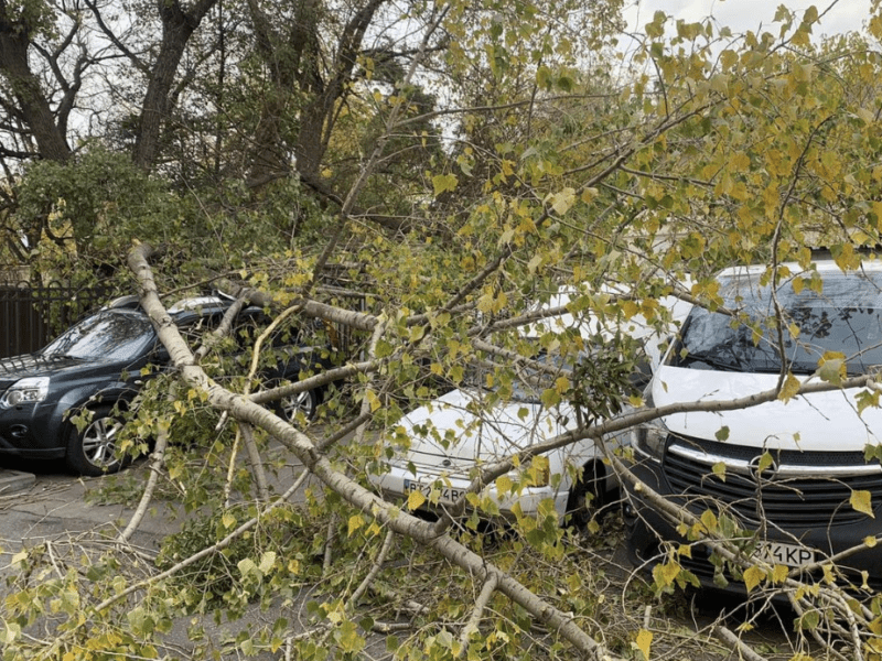 Негода наробила лиха: у столиці продовжують прибирати повалені вітром дерева (фото)