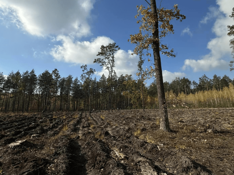 Відновлення лісів після окупації: біля Гостомельського аеропорту висадили 4000 дубів та сосен (фото)