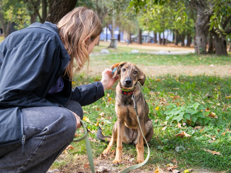 Шанс потрапити в родину для безпритульних чотирилапих: у Києві пройдуть наймасштабніші дні адопції тварин