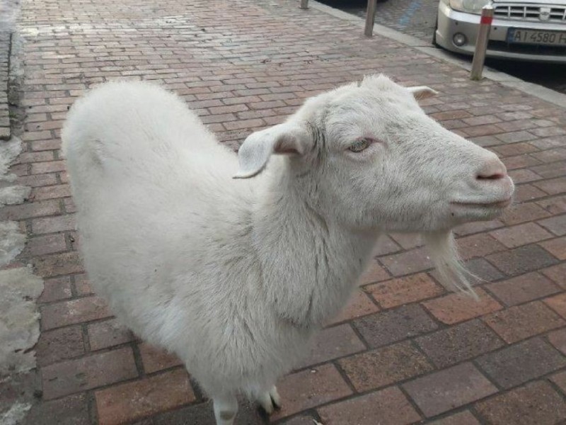 У столиці собаки покусали козу, яку кияни часто бачили в центрі міста: тварина померла
