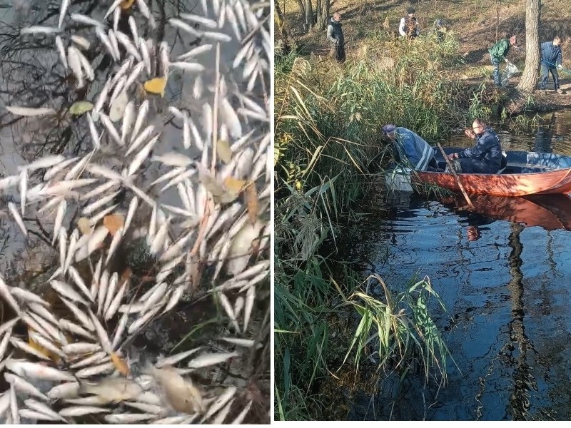 У Деснянському районі загинула риба в озері