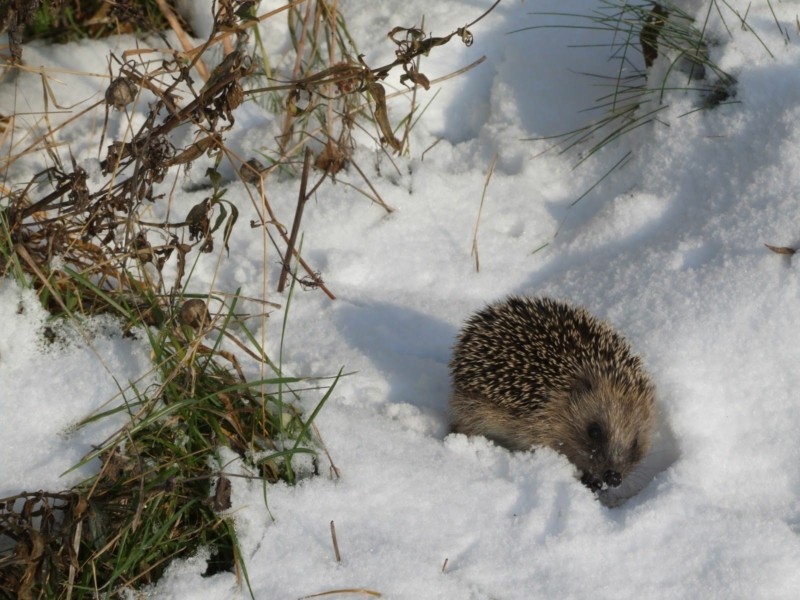 Знайшли в дворі нерухомого їжачка в снігу – не спішіть його знищувати, він може бути ще живим