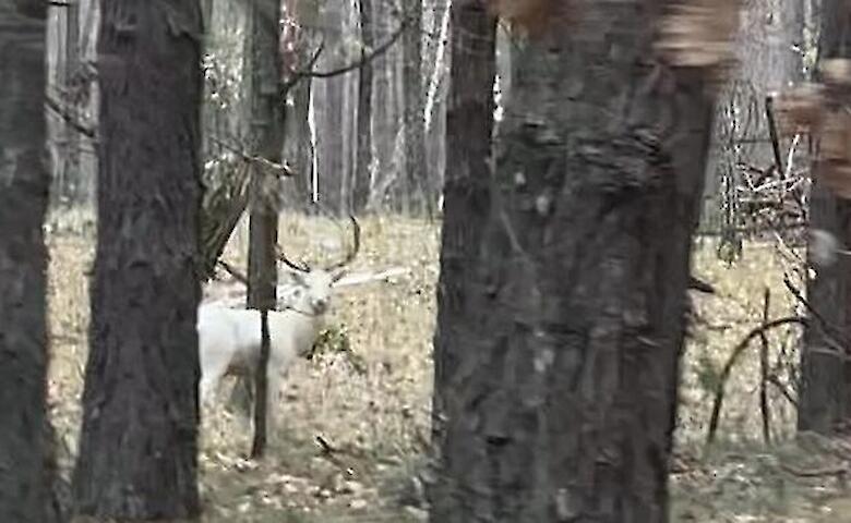 У лісі біля Києва помітили унікального білого оленя