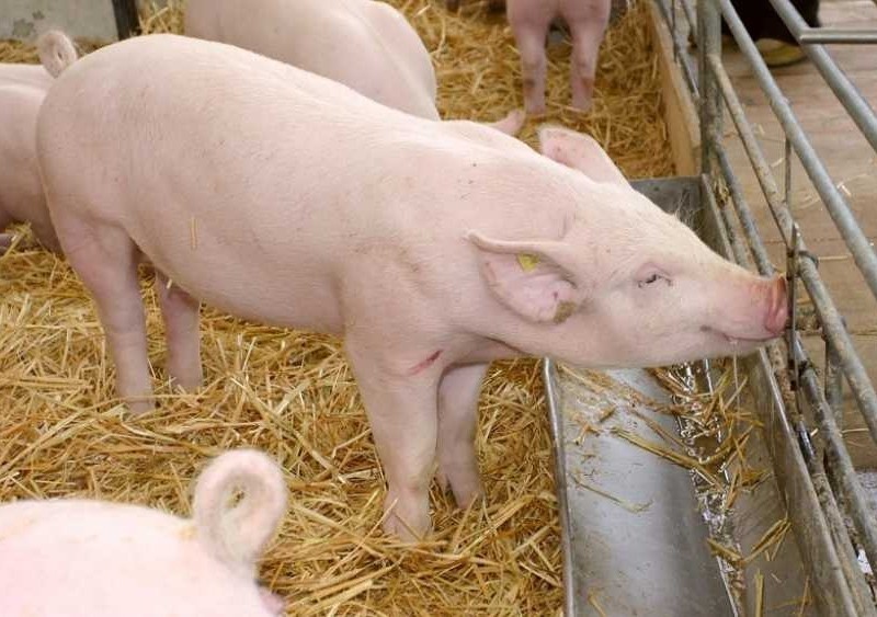 На Київщині викинули в поле майже 60 трупів свиней, заражених африканською чумою