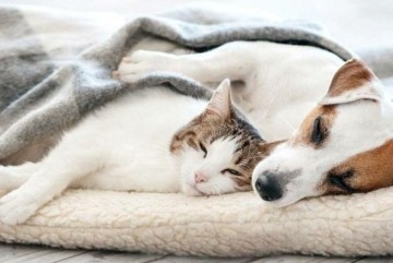 Зігріти у холод, не дати захворіти: ветеринарка про те, як правильно подбати про домашніх улюбленців у негоду