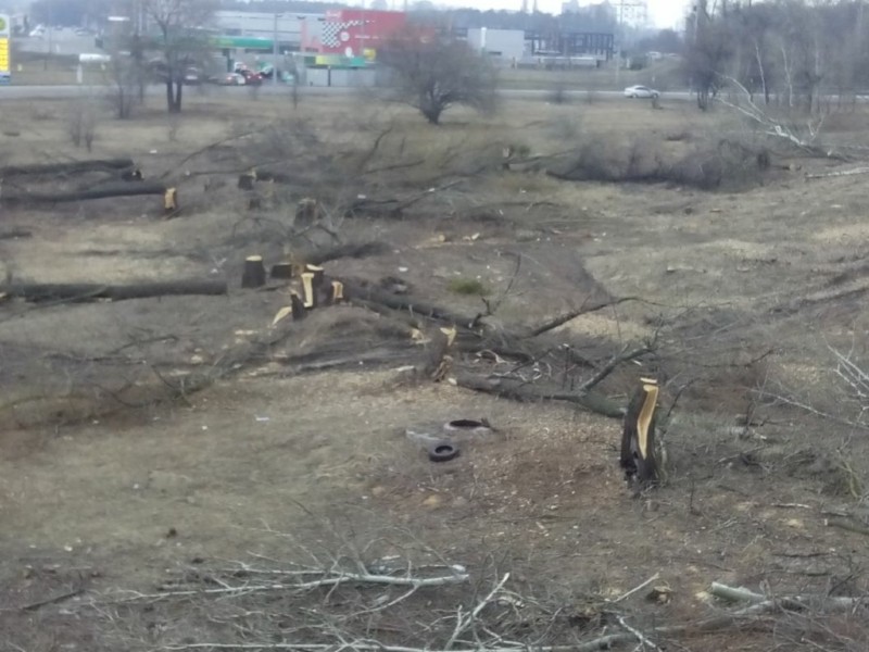 Суд у Києві стягнув з товариства пів мільйона гривень за знищення дерев