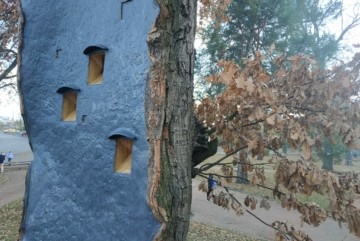 Віковий дуб на Київщині отримав друге життя і слугуватиме будиночком для птахів і кажанів