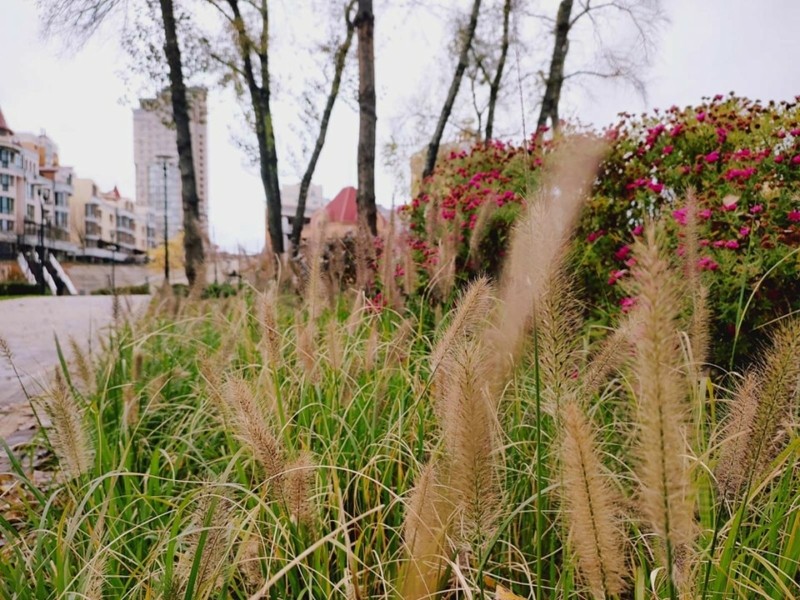 Осінній парк “Наталка” манить прогулятись серед яскравих хризантем і декоративних злаків – ФОТО