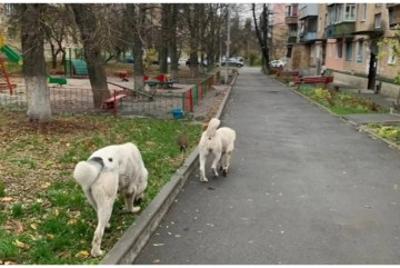 Два собаки “тероризують” мешканців Пріорки, загризаючи їхніх домашніх улюбленців