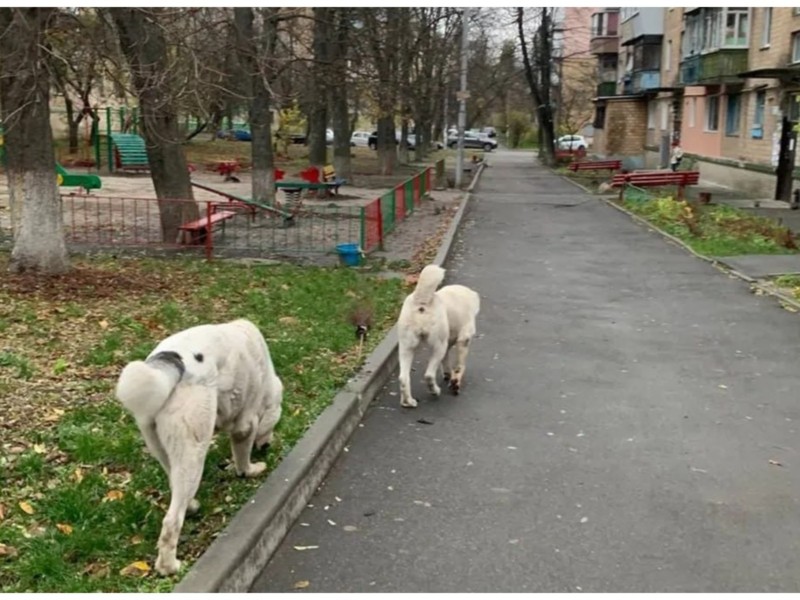 Два собаки “тероризують” мешканців Пріорки, загризаючи їхніх домашніх улюбленців