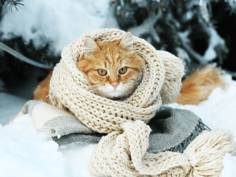 У Києві вхурделило, бережіть улюбленців: за якої температури замерзає кіт