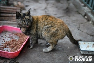 Дівчина з Броварів надіслала понад 60 кг корму для 50 котів та 18 собак в Оріхові